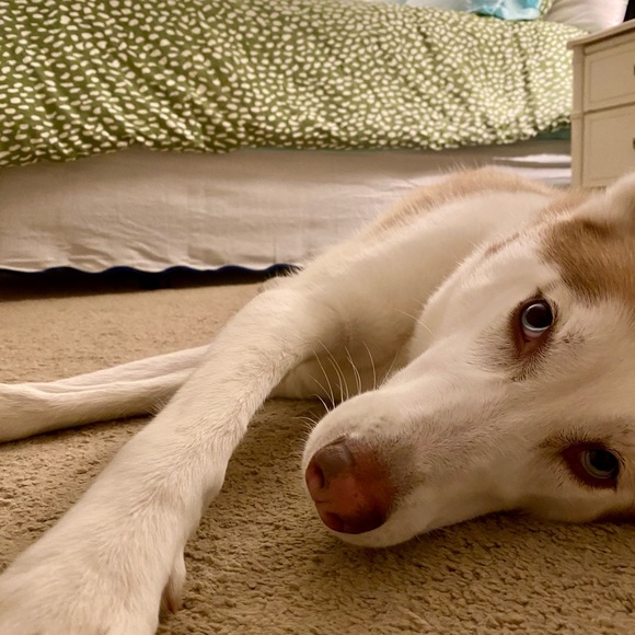 Meet your Posher, Alex - Picture 1 of 1